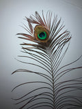 Authentic Owl Farm Peacock Feather -- lineage of Hunter S. Thompson's Owl Farm birds.