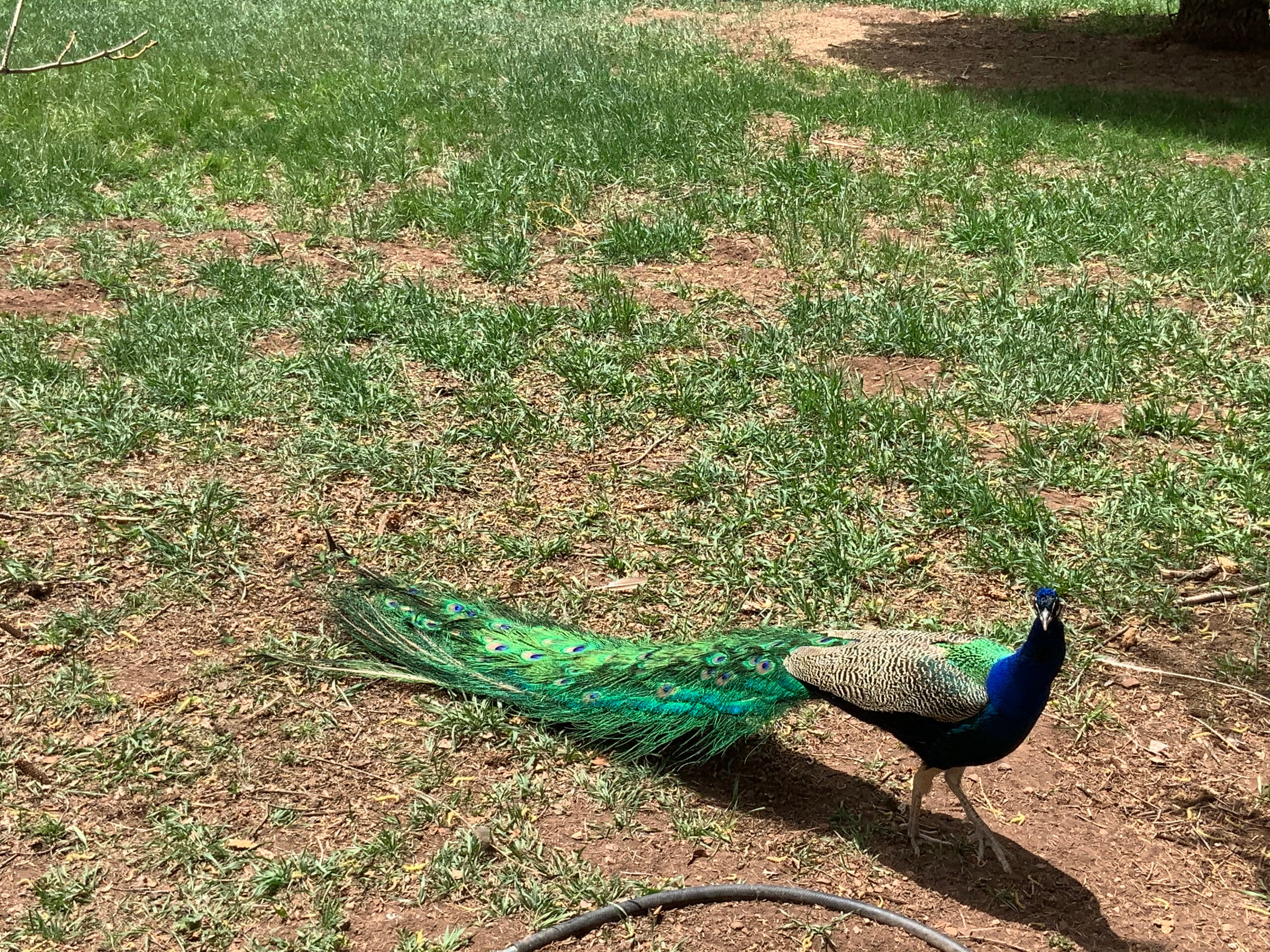 Authentic Owl Farm Peacock Feather -- lineage of Hunter S. Thompson's Owl Farm birds.
