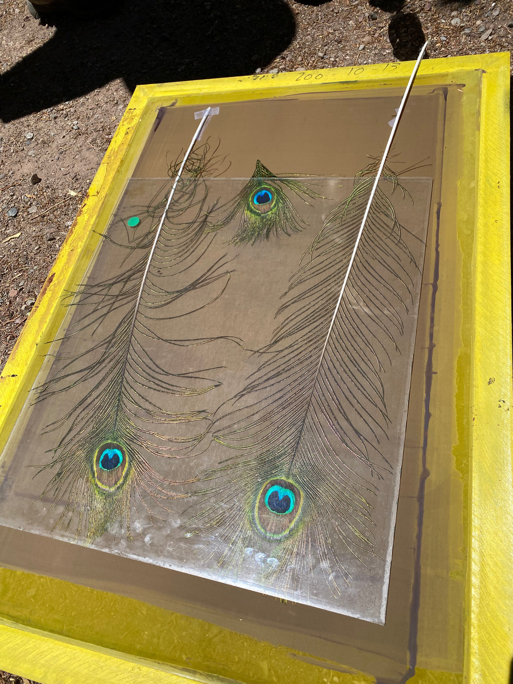 Authentic Owl Farm Peacock Feather -- lineage of Hunter S. Thompson's Owl Farm birds.