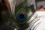 Authentic Owl Farm Peacock Feather -- lineage of Hunter S. Thompson's Owl Farm birds.