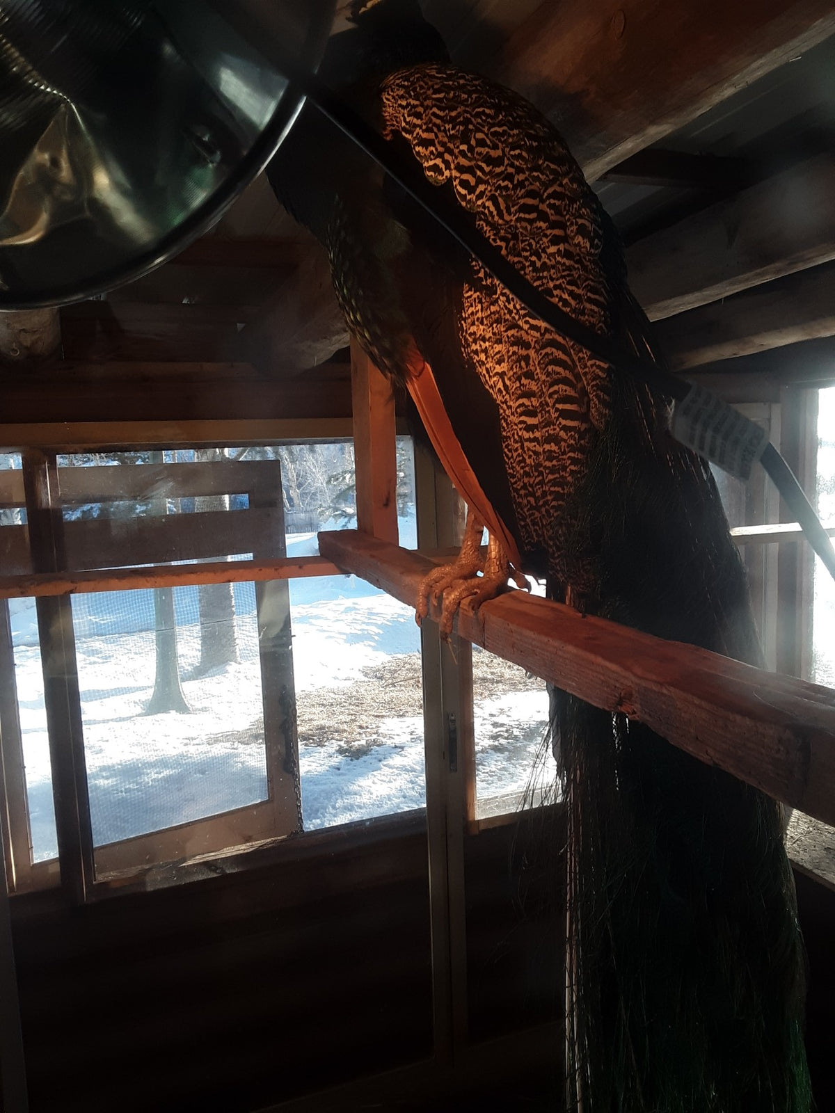 Owl Farm Writing Cabin